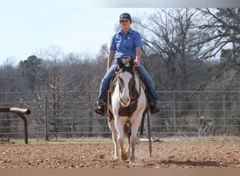 Paint Horse, Gelding, 14 years, 14,2 hh