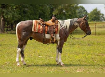 Paint Horse, Gelding, 14 years, 14,2 hh, Tobiano-all-colors