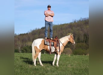 Paint Horse, Gelding, 14 years, 15 hh, Palomino