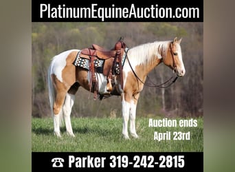 Paint Horse, Gelding, 14 years, 15 hh, Palomino