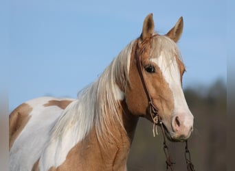 Paint Horse, Gelding, 14 years, 15 hh, Palomino