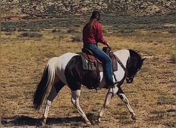 Paint Horse, Gelding, 14 years, 15 hh