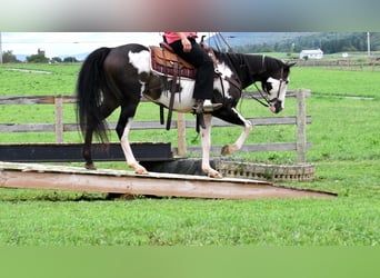 Paint Horse Mix, Gelding, 14 years, 15 hh