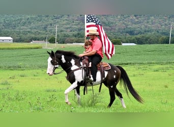 Paint Horse Mix, Gelding, 14 years, 15 hh
