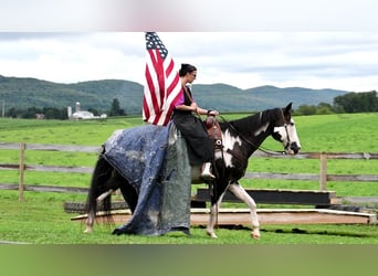 Paint Horse Mix, Gelding, 14 years, 15 hh
