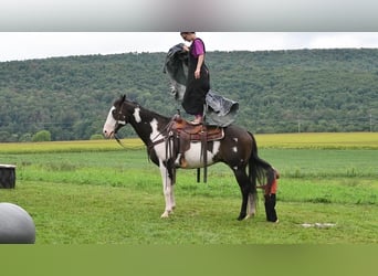 Paint Horse Mix, Gelding, 14 years, 15 hh