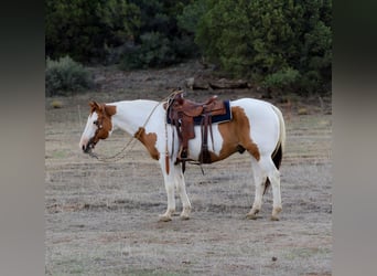 Paint Horse, Gelding, 14 years, 15,3 hh, Tovero-all-colors
