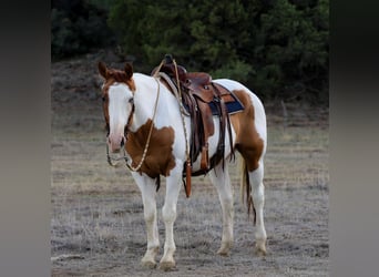 Paint Horse, Gelding, 14 years, 15,3 hh, Tovero-all-colors