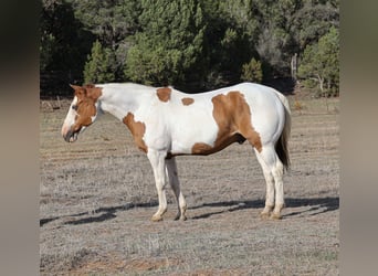 Paint Horse, Gelding, 14 years, 15,3 hh, Tovero-all-colors