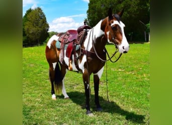 Paint Horse, Gelding, 14 years, Overo-all-colors