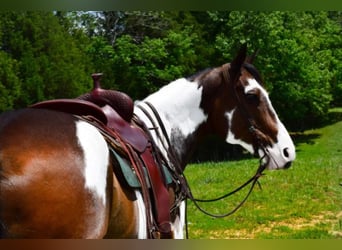 Paint Horse, Gelding, 14 years, Overo-all-colors
