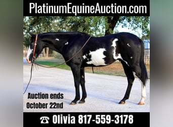 Paint Horse, Gelding, 15 years, 14,2 hh, Overo-all-colors