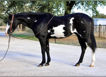 Paint Horse, Gelding, 15 years, 14,2 hh, Overo-all-colors