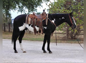 Paint Horse, Gelding, 15 years, 14,2 hh, Overo-all-colors