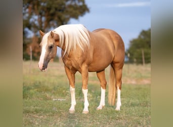 Paint Horse, Gelding, 15 years, 14,3 hh, Palomino