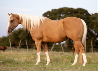 Paint Horse, Gelding, 15 years, 14,3 hh, Palomino