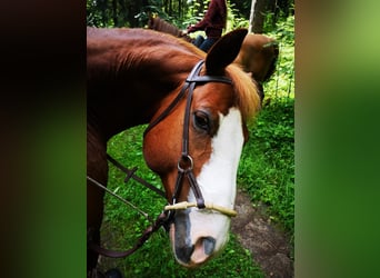 Paint Horse, Gelding, 15 years, 15.2 hh, Tobiano-all-colors