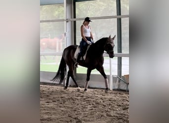 Paint Horse, Gelding, 15 years, 15,3 hh, Smoky-Black