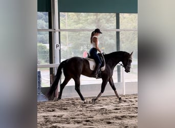Paint Horse, Gelding, 15 years, 15,3 hh, Smoky-Black