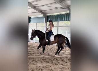 Paint Horse, Gelding, 15 years, 15,3 hh, Smoky-Black