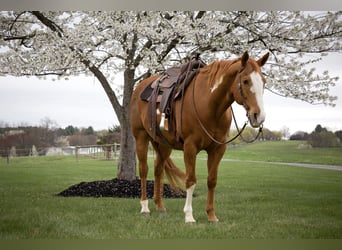 Paint Horse, Gelding, 15 years, 16.1 hh, Chestnut