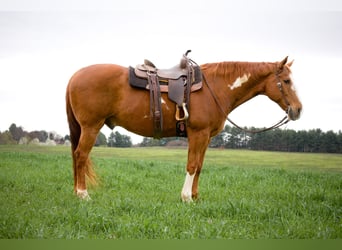 Paint Horse, Gelding, 15 years, 16.1 hh, Chestnut