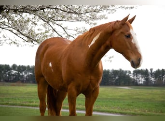 Paint Horse, Gelding, 15 years, 16.1 hh, Chestnut
