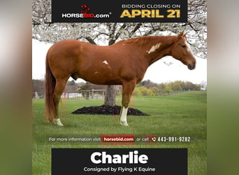 Paint Horse, Gelding, 15 years, 16.1 hh, Chestnut