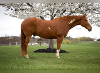 Paint Horse, Gelding, 15 years, 16.1 hh, Chestnut
