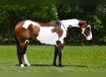 Paint Horse, Gelding, 15 years, Overo-all-colors