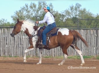 Paint Horse, Gelding, 15 years, Sorrel