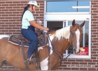 Paint Horse, Gelding, 15 years, Sorrel