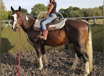 Paint Horse, Gelding, 16 years, 15 hh, Pinto