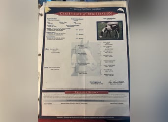 Paint Horse, Gelding, 16 years, Overo-all-colors