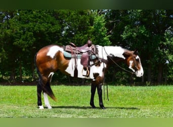 Paint Horse, Gelding, 16 years, Overo-all-colors
