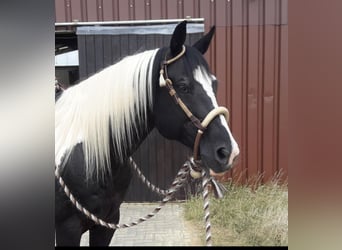 Paint Horse, Gelding, 17 years, 14.2 hh, Tobiano-all-colors