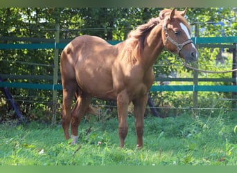 Paint Horse, Wallach, 1 Jahr, 14,2 hh, Fuchs