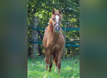 Paint Horse, Wallach, 1 Jahr, 14,2 hh, Fuchs