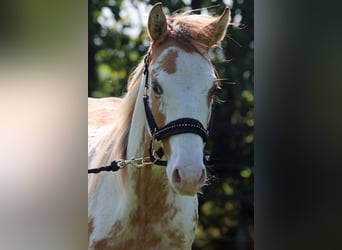 Paint Horse, Wallach, 1 Jahr, 14,2 hh, Overo-alle-Farben