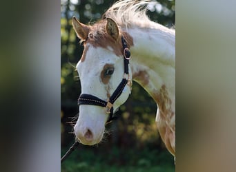 Paint Horse, Wallach, 1 Jahr, 14,2 hh, Overo-alle-Farben