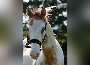 Paint Horse, Wallach, 1 Jahr, 14,2 hh, Overo-alle-Farben