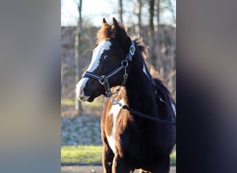 Paint Horse, Gelding, 1 year, 14.2 hh, Overo-all-colors
