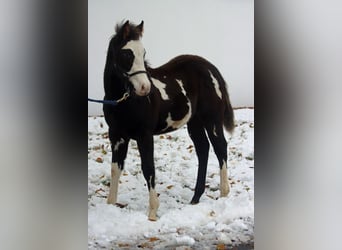 Paint Horse, Gelding, 1 year, 14.2 hh, Overo-all-colors