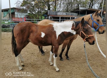 Paint Horse, Gelding, 1 year, 14.2 hh, Pinto