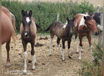 Paint Horse, Gelding, 1 year, 14.2 hh, Pinto