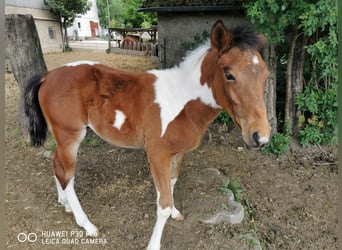 Paint Horse, Gelding, 1 year, 14.2 hh, Pinto