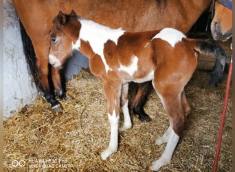 Paint Horse, Gelding, 1 year, 14.2 hh, Pinto