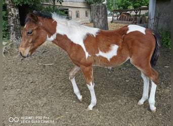 Paint Horse, Gelding, 1 year, 14.2 hh, Pinto