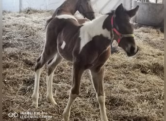 Paint Horse, Gelding, 1 year, 14.2 hh, Pinto