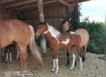Paint Horse, Gelding, 1 year, 14.2 hh, Pinto